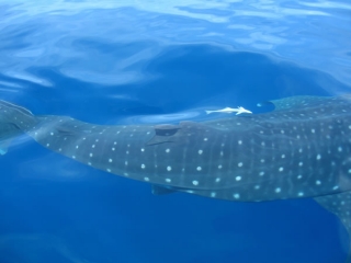  Schnorcheln mit Walhai 